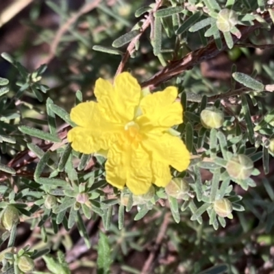 Hibbertia riparia (Erect Guinea-flower) at Chiltern-Mt Pilot National Park - 29 Aug 2023 by AnneG1