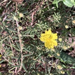 Hibbertia riparia at Chiltern, VIC - 29 Aug 2023