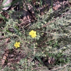 Hibbertia riparia at Chiltern, VIC - 29 Aug 2023