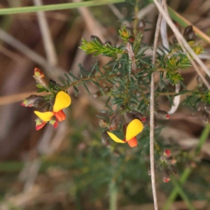 Dillwynia phylicoides at Acton, ACT - 31 Aug 2023