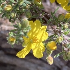 Hibbertia riparia (Erect Guinea-flower) at Chiltern, VIC - 29 Aug 2023 by AnneG1