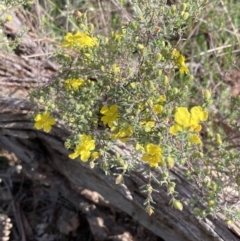 Hibbertia riparia at Chiltern, VIC - 29 Aug 2023