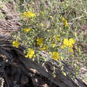 Hibbertia riparia at Chiltern, VIC - 29 Aug 2023