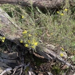 Hibbertia riparia at Chiltern, VIC - 29 Aug 2023