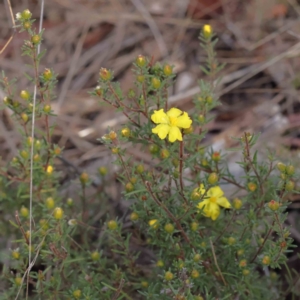 Hibbertia calycina at Acton, ACT - 31 Aug 2023