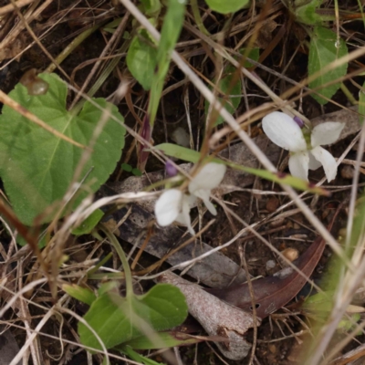 Viola odorata (Sweet Violet, Common Violet) at Caladenia Forest, O'Connor - 31 Aug 2023 by ConBoekel