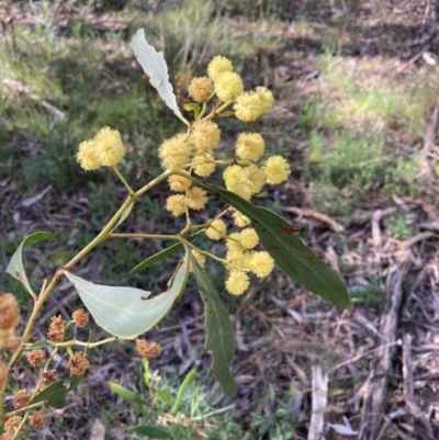 Acacia pycnantha (Golden Wattle) at Chiltern-Mt Pilot National Park - 29 Aug 2023 by AnneG1