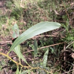 Acacia pycnantha at Chiltern, VIC - 29 Aug 2023