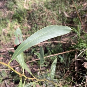 Acacia pycnantha at Chiltern, VIC - 29 Aug 2023