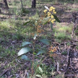 Acacia pycnantha at Chiltern, VIC - 29 Aug 2023