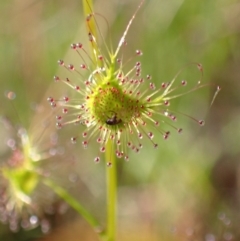 Drosera sp. (A Sundew) at Chiltern-Mt Pilot National Park - 29 Aug 2023 by AnneG1
