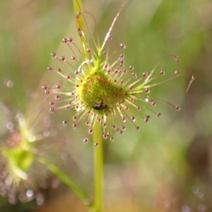 Drosera sp. (A Sundew) at Chiltern, VIC by AnneG1