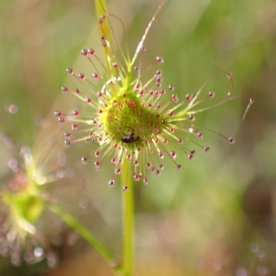 Drosera sp. (A Sundew) at Chiltern, VIC - 29 Aug 2023 by AnneG1