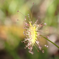 Drosera sp. at Chiltern, VIC - 29 Aug 2023