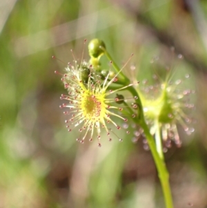 Drosera sp. at Chiltern, VIC - 29 Aug 2023