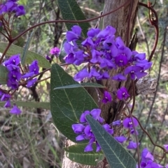 Hardenbergia violacea (False Sarsaparilla) at Chiltern, VIC - 29 Aug 2023 by AnneG1