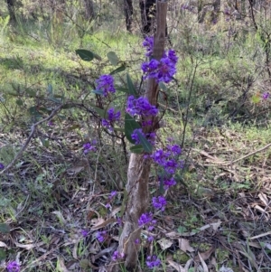 Hardenbergia violacea at Chiltern, VIC - 29 Aug 2023