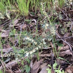 Melichrus urceolatus (Urn Heath) at Chiltern-Mt Pilot National Park - 29 Aug 2023 by AnneG1