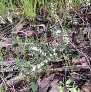 Melichrus urceolatus (Urn Heath) at Chiltern, VIC by AnneG1