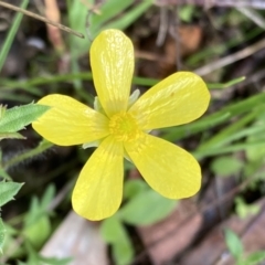 Ranunculus lappaceus (Australian Buttercup) at Chiltern, VIC - 29 Aug 2023 by AnneG1