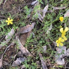 Ranunculus lappaceus at Chiltern, VIC - 29 Aug 2023 10:42 AM