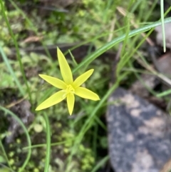 Pauridia vaginata (Yellow Star) at Chiltern-Mt Pilot National Park - 29 Aug 2023 by AnneG1