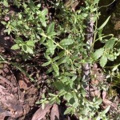 Gonocarpus tetragynus (Common Raspwort) at Chiltern-Mt Pilot National Park - 29 Aug 2023 by AnneG1