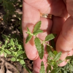 Gonocarpus tetragynus at Chiltern, VIC - 29 Aug 2023 10:13 AM