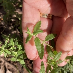 Gonocarpus tetragynus at Chiltern, VIC - 29 Aug 2023 10:13 AM