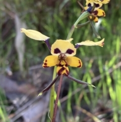 Diuris pardina (Leopard Doubletail) at Chiltern, VIC - 29 Aug 2023 by AnneG1