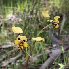 Diuris pardina at Chiltern, VIC - 29 Aug 2023