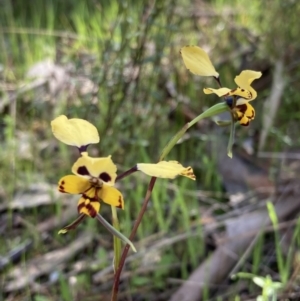 Diuris pardina at Chiltern, VIC - suppressed