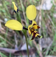 Diuris pardina at Chiltern, VIC - 29 Aug 2023