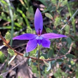 Glossodia major (Wax Lip Orchid) at Chiltern, VIC by AnneG1