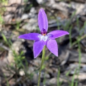 Glossodia major at Chiltern, VIC - 29 Aug 2023