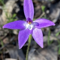 Glossodia major at Chiltern, VIC - suppressed