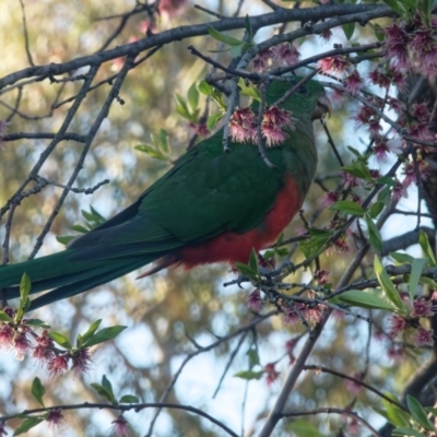 Alisterus scapularis (Australian King-Parrot) at Downer, ACT - 8 Sep 2023 by RobertD