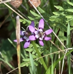 Wurmbea dioica subsp. dioica (Early Nancy) at Chiltern-Mt Pilot National Park - 29 Aug 2023 by AnneG1