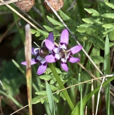 Wurmbea dioica subsp. dioica (Early Nancy) at Chiltern-Mt Pilot National Park - 29 Aug 2023 by AnneG1