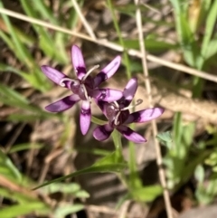 Wurmbea dioica subsp. dioica at Chiltern, VIC - 29 Aug 2023