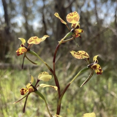 Diuris pardina (Leopard Doubletail) at Chiltern, VIC - 29 Aug 2023 by AnneG1