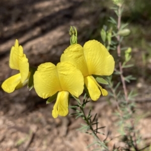 Gompholobium huegelii at Chiltern, VIC - 29 Aug 2023