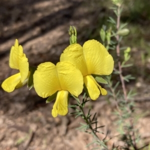 Gompholobium huegelii (Pale Wedge Pea) at Chiltern, VIC by AnneG1