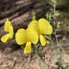 Gompholobium huegelii (Pale Wedge Pea) at Chiltern, VIC - 29 Aug 2023 by AnneG1