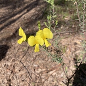 Gompholobium huegelii at Chiltern, VIC - 29 Aug 2023