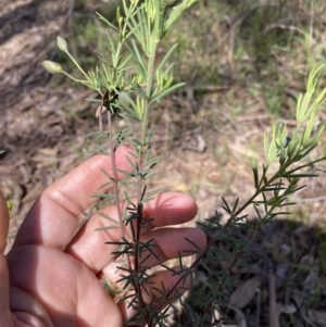 Gompholobium huegelii at Chiltern, VIC - 29 Aug 2023