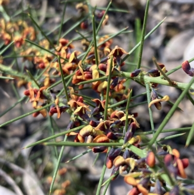 Daviesia genistifolia (Broom Bitter Pea) at Chiltern-Mt Pilot National Park - 29 Aug 2023 by AnneG1