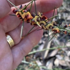 Daviesia genistifolia at Chiltern, VIC - 29 Aug 2023 01:21 PM