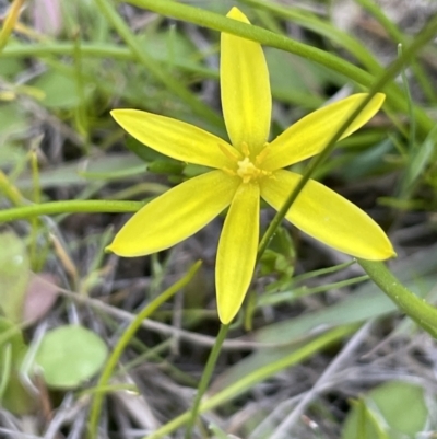 Pauridia vaginata (Yellow Star) at Ulandra Nature Reserve - 6 Sep 2023 by JaneR
