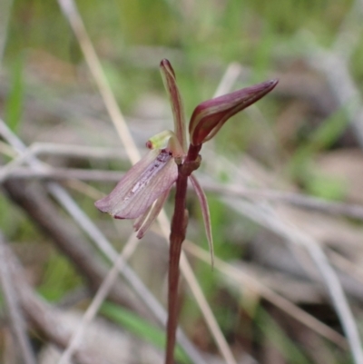 Cyrtostylis reniformis (Common Gnat Orchid) at Beechworth, VIC - 29 Aug 2023 by AnneG1